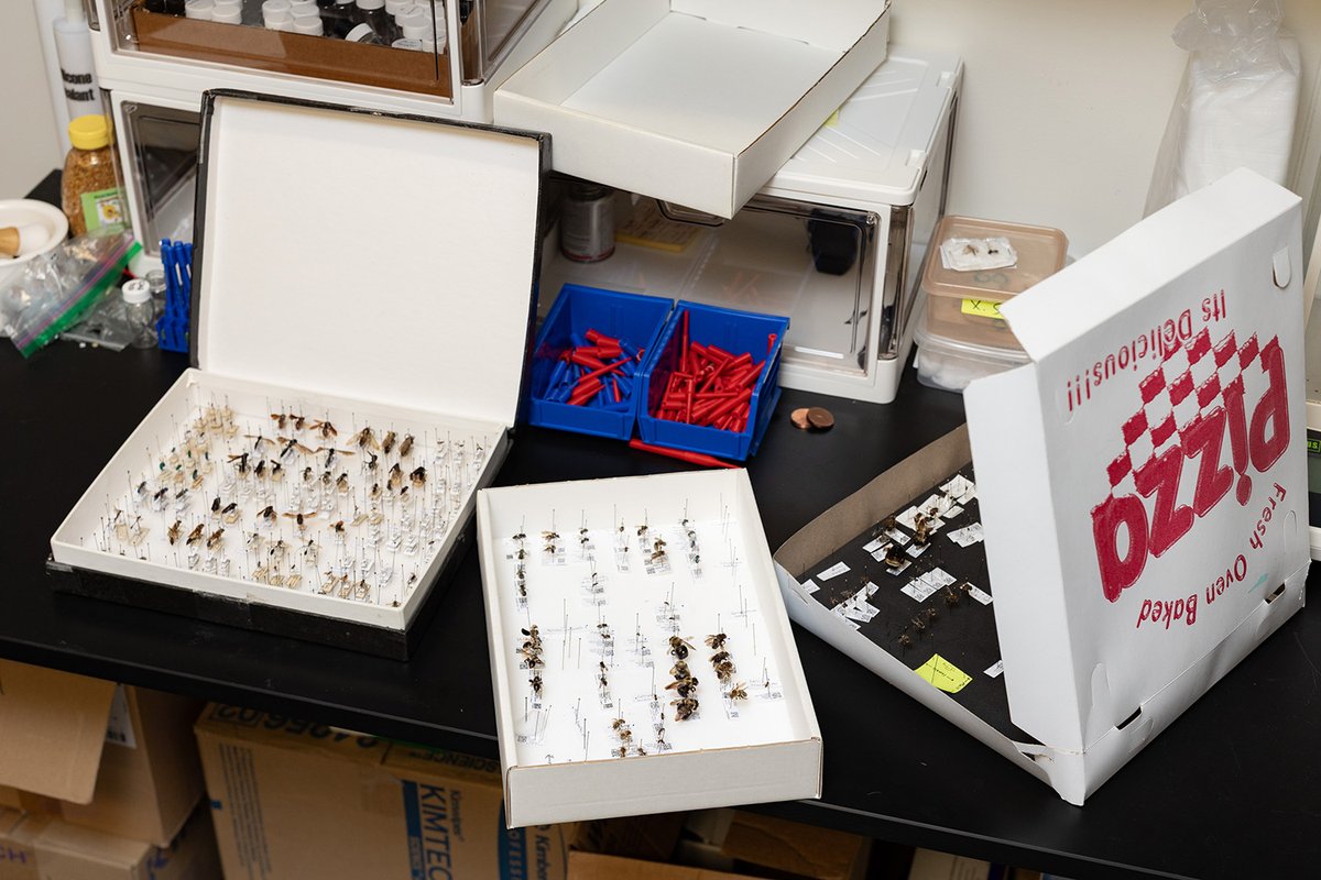 UT_MSE's tweet photo. Associate Professor Dustin Gilbert and his wife, Anne Murray, a Research Assistant Professor of Ecology and Evolutionary Biology at UT, have measured magnetism in more than 120 different species of bees over the last six years. 🐝 

Full Story 🧲 https://t.co/PtYSrcc3sf https://t.co/nqfmFnCxQH