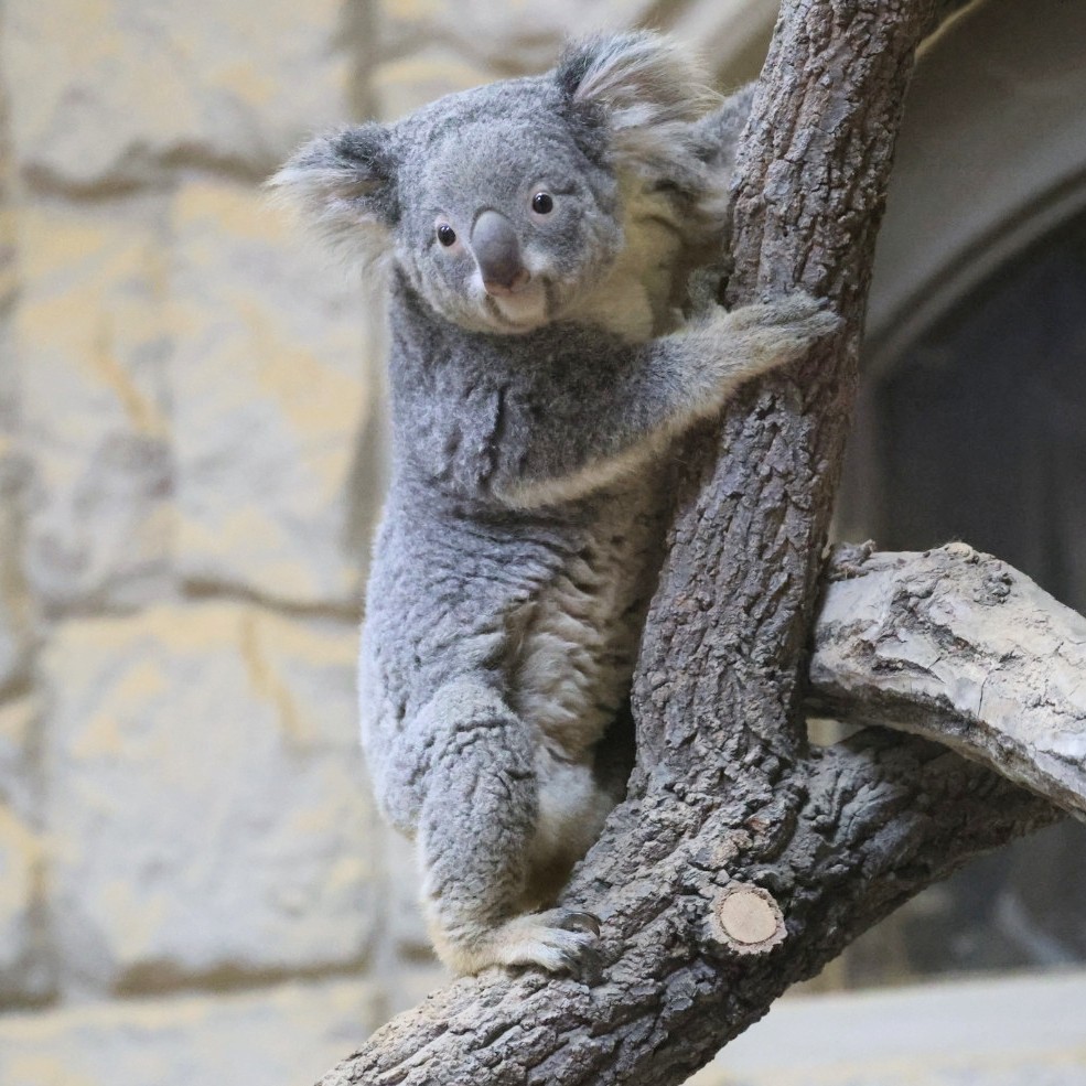 つかまり立ち おもちちゃん🐨🐾 ＃東山動植物園 ＃コアラ