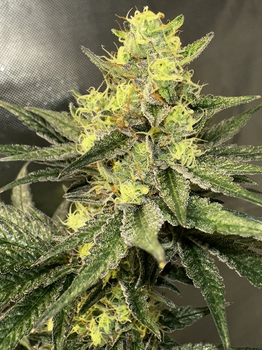 CscDiamond2029's tweet photo. Non GMO X Cherry Cookies #3 
( chem 91 x animal cookies bx ) x ( gsc x fire og bx) 
Full gsc fire OG and chem1 gene pool on this one https://t.co/7F3iQCjL5m