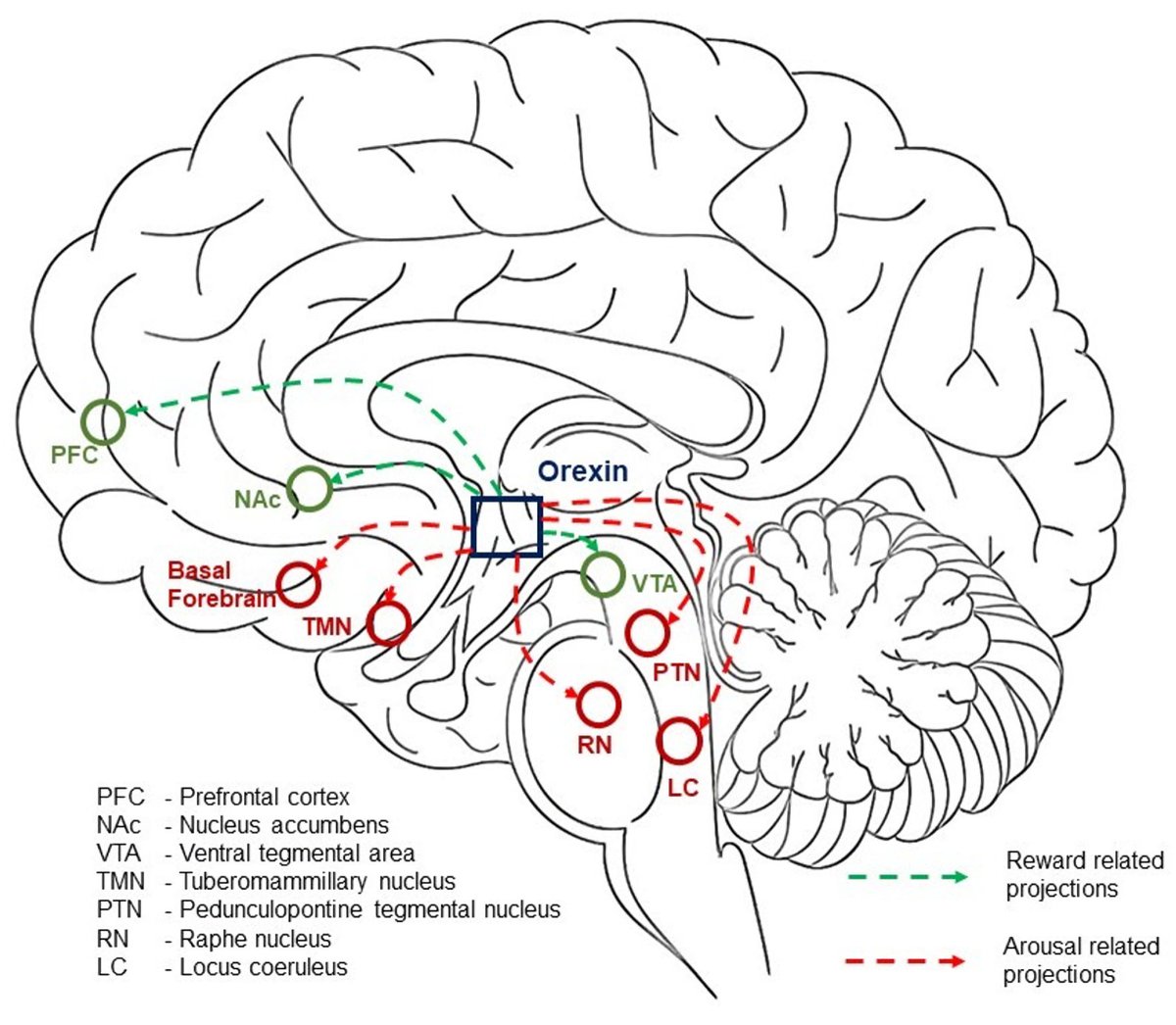 Neuro_Res's tweet photo. The Orexin System in Pediatric Learning Difficulties: Neurobiological Foundations for Educational, Psychoeducational and Behavioral Therapies
https://t.co/kPUGvsJ2wx

#Medicine #MedTwitter #MedicalResearch https://t.co/gC7XD18mG3