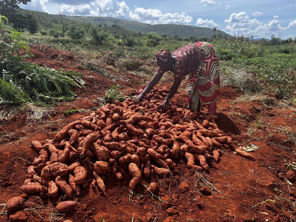 Agronomme_'s tweet photo. From Surviving Drought to Building Resilience Through Sweet Potato Farming

Years of prolonged drought and intense sunshine left many farming families in Eastern Rwanda struggling with low harvests and uncertainty about the next season. In communities where agriculture is the backbone of livelihoods, declining productivity meant more than poor yields … it threatened household food security and income stability.

Today, farmers are beginning to witness a different reality.

Through support provided under the Kayonza Irrigation and Integrated Watershed Management Project Phase II (KIIWP2), growers are adopting improved agricultural practices and cultivating drought-resistant sweet potato varieties that are helping communities recover from recurring climate shocks.

For members of the TERIMBERE-MUHINZI farmers group, sweet potato farming is becoming both a source of resilience and economic opportunity.

The group, which consists of 15 members — including 4 women —, cultivates around one hectare of land using improved varieties such as Kabode, Mastopa 12, and Vita.

According to the group president, Gashirabake Evariste, mentorship and technical guidance from KIIWP2 have significantly transformed the way farmers approach production.

“We received training and mentorship that helped us shift from traditional farming methods to more modern agriculture,” he explains.
“Now we grow drought-resistant varieties and apply improved farming practices with confidence.”

The difference is already visible in the field. While drought previously reduced harvest potential, farmers now expect stronger production outcomes.

“This season, we are confident that we will harvest at least 12 tonnes from this hectare,” says Evariste.

Beyond yields, the intervention is also strengthening household livelihoods.

For Muhawenimana Adria, a member of the group, the support received through KIIWP2 has created new financial possibilities for her family.

“I appreciate the training and the vines we received,” she says.
“Through sweet potato farming, I am now able to support my children’s school needs and pay for community health insurance.”

The promotion of drought-tolerant crops is becoming increasingly important in areas vulnerable to climate stress. Combined with farmer training and improved agronomic practices, these interventions are helping communities move beyond emergency responses toward more sustainable production systems.

Under KIIWP2, agriculture is not only being improved at farm level — it is being repositioned as a pathway toward resilience, food security, and rural economic transformation.

#KIIWP2 #FARM_P3