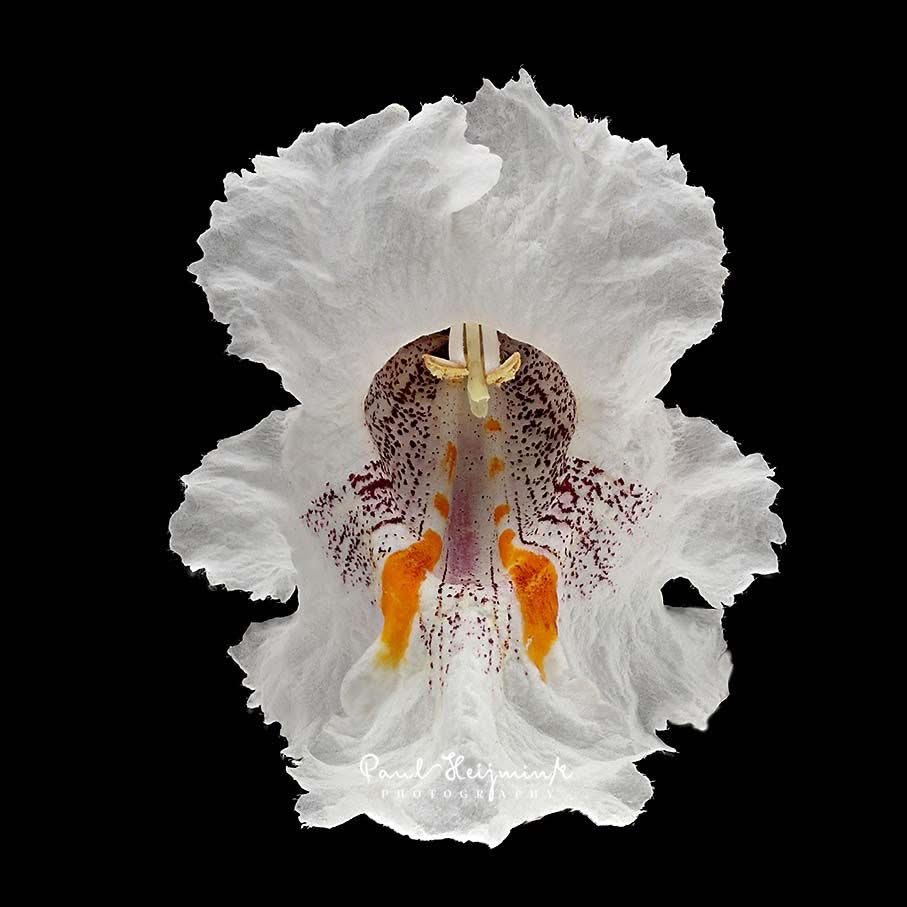 mshafqat72's tweet photo. Like a chandelier of blossoms, the Catalpa tree drapes itself in soft white blooms. Each petal a whisper of late spring’s quiet elegance. 🌼✨
Beauty doesn’t rush; it arrives gently, and stays just long enough to be remembered.
#Catalpa #SpringBlossoms #NaturePoetry #BloomSeason https://t.co/7NZ4ZC5ulH