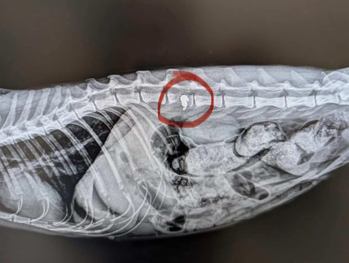 Ha pasado algo horrible en #Jaen
Una gata embarazada, herida con una escopeta de plomos en el patio del colegio de Fátima de Jódar 
El plomo quedó alojado en su columna vertebral y le provocó un aborto que ha derivado en una grave infección de útero y vejiga; sigo en comentarios