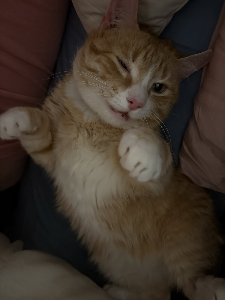 Mirs 🪩 cat/acc tweet media