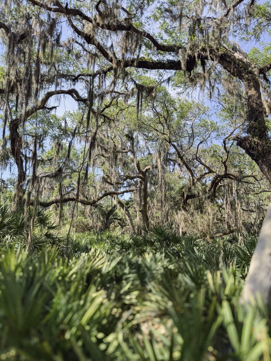 MitchellDespot's tweet photo. @spann @weatherchannel @foxweather beautiful weather from the Jekyll Island, Georgia! https://t.co/3ZeApThYIi