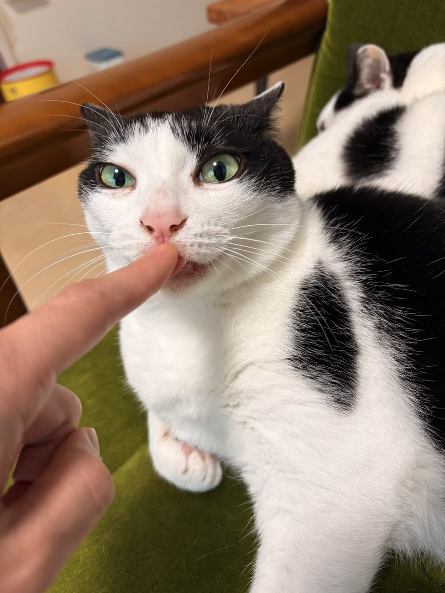 猫太郎よし！