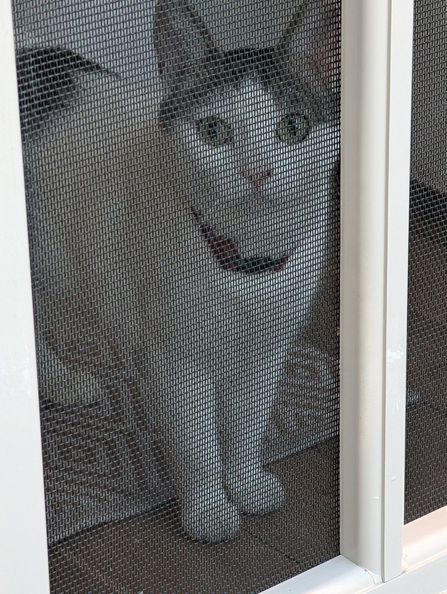 rosecain's tweet photo. @politicalmath Kitty jail for snagging a bunny... https://t.co/W15YzQjVt9
