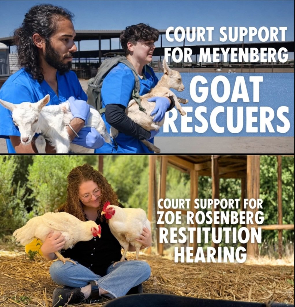 dxeverywheresf's tweet photo. Join Court Support on 5/19 for a preliminary hearing for 4 rescuers of the Meyenberg Rescue case:
https://t.co/XaTaykxsAO

Join Cout Support on 5/26 for Zoe Rosenberg's restitution hearing for the amount of $100K+ from Petaluma Poultry:
https://t.co/uHofDoV6EJ

#DxESFBay #BayArea https://t.co/VWq2jpHyAG