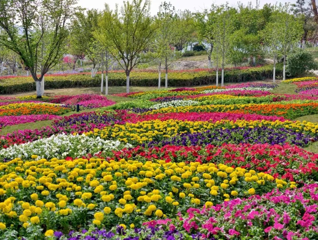 Qingdao West Coast New Area tweet media