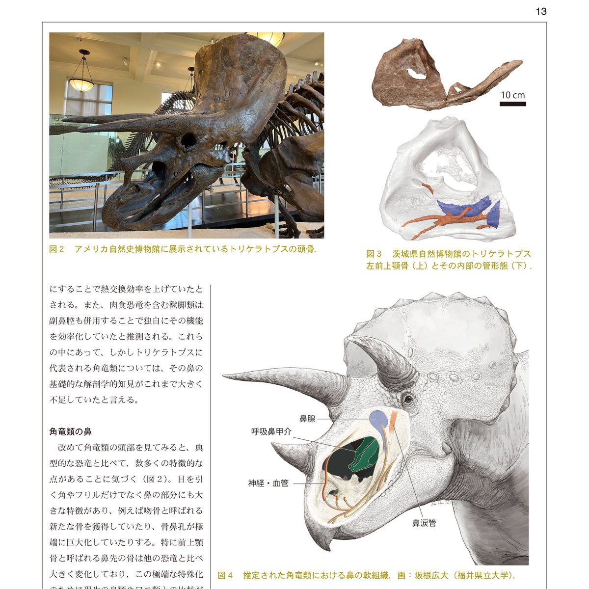 東大博の機関紙にトリケラトプス論文の解説記事を寄稿しました。日本語で説明できる機会があると嬉しいですね！分野の背景から書きましたのでぜひ🦖

何度もお披露目してきた復元画は後輩で共著の<a href="/Kodai_Sakane/">Kodai Sakane</a>くん！