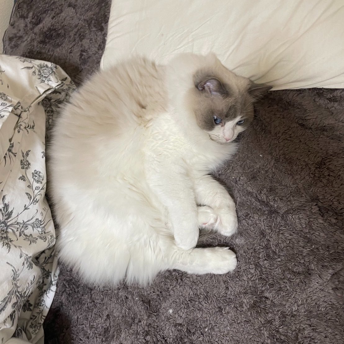 letao_ragdoll's tweet photo. ちょこんロイちゃん🎀 https://t.co/tleqrNb3pD