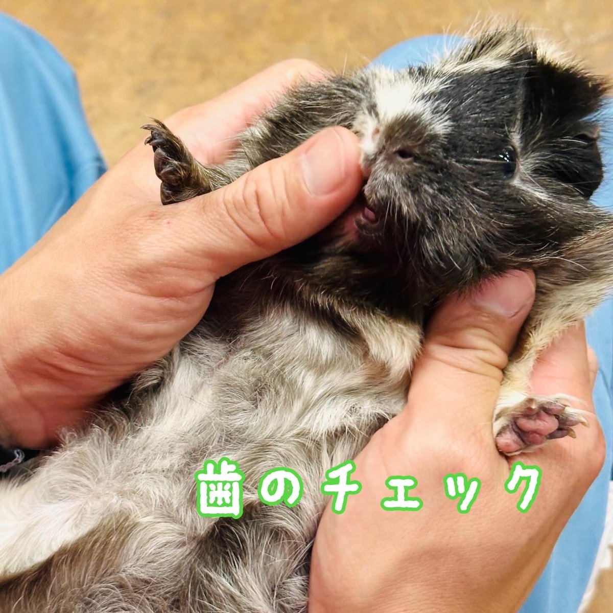 ふれあい広場より

モルモットたちに行っている定期健康チェックの様子をご紹介します☺️

先日、担当スタッフと獣医で全頭の健康診断を行いました！
一頭一頭丁寧に診て、情報を共有してモルモットたちが元気に長生きできるよう努めていきます💪