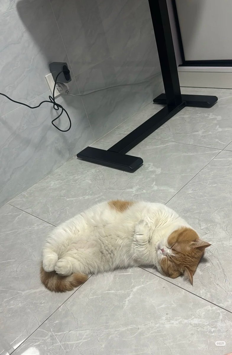 No Context Cats tweet media