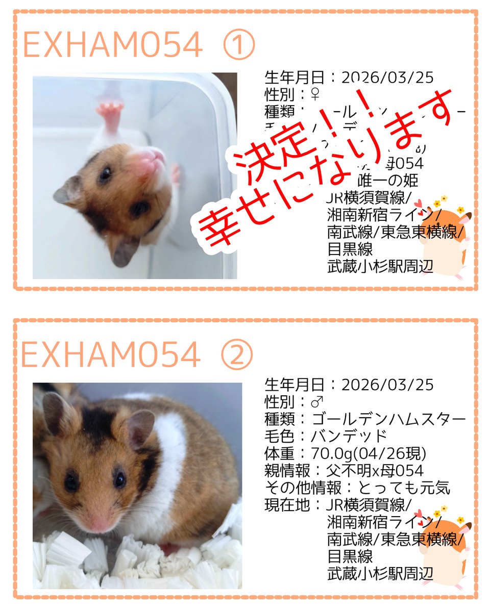 一般社団法人 ハムメディア tweet media