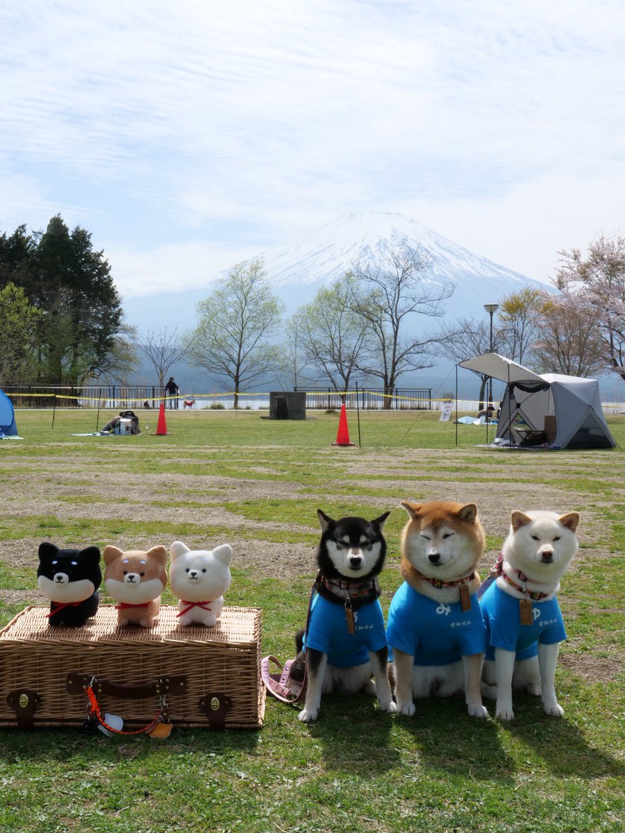 黒猫Mとみかんあんこゆきみ tweet media