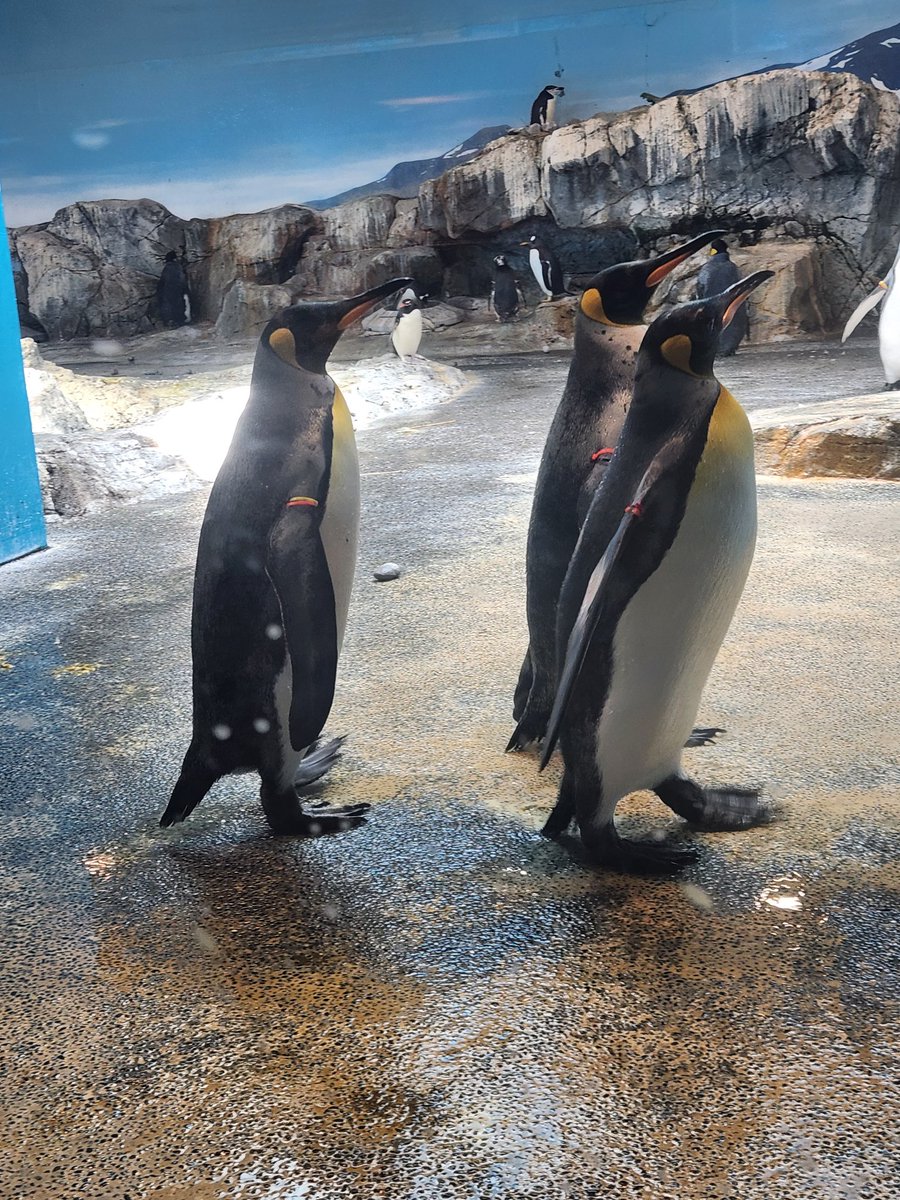 長崎ペンギン水族館、めちゃ間近でペンギン見られて良い感じ