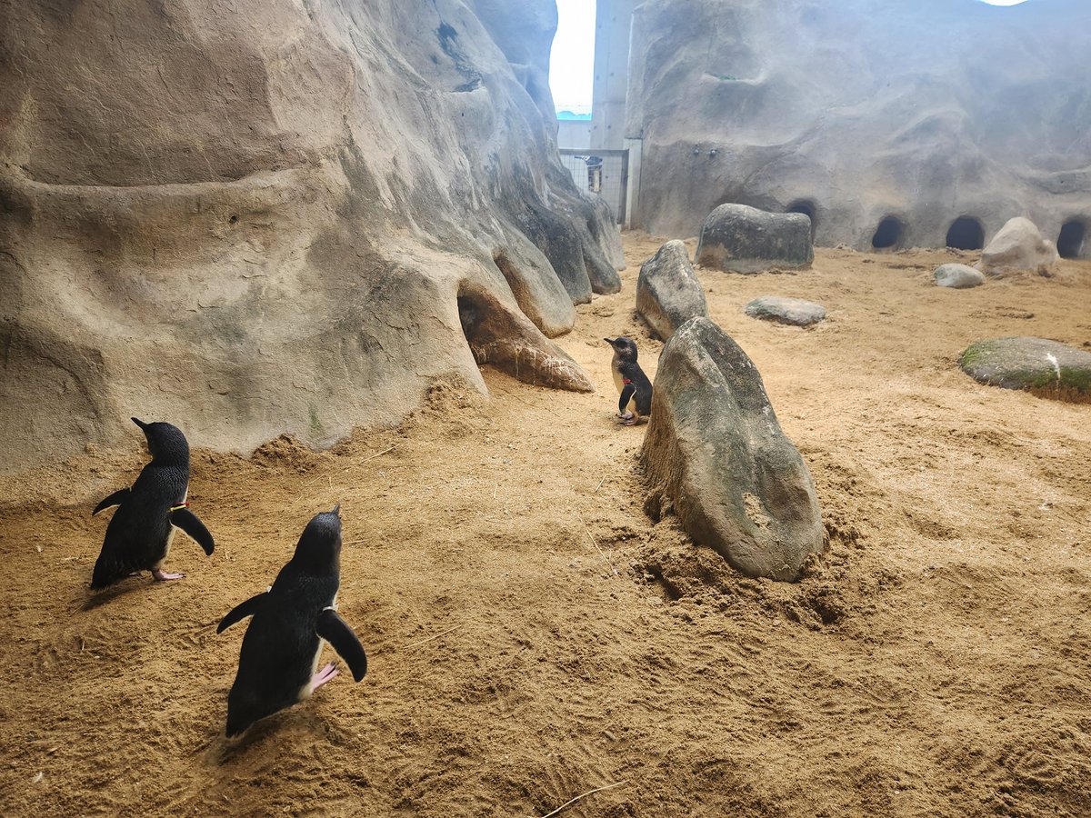 長崎ペンギン水族館、めちゃ間近でペンギン見られて良い感じ