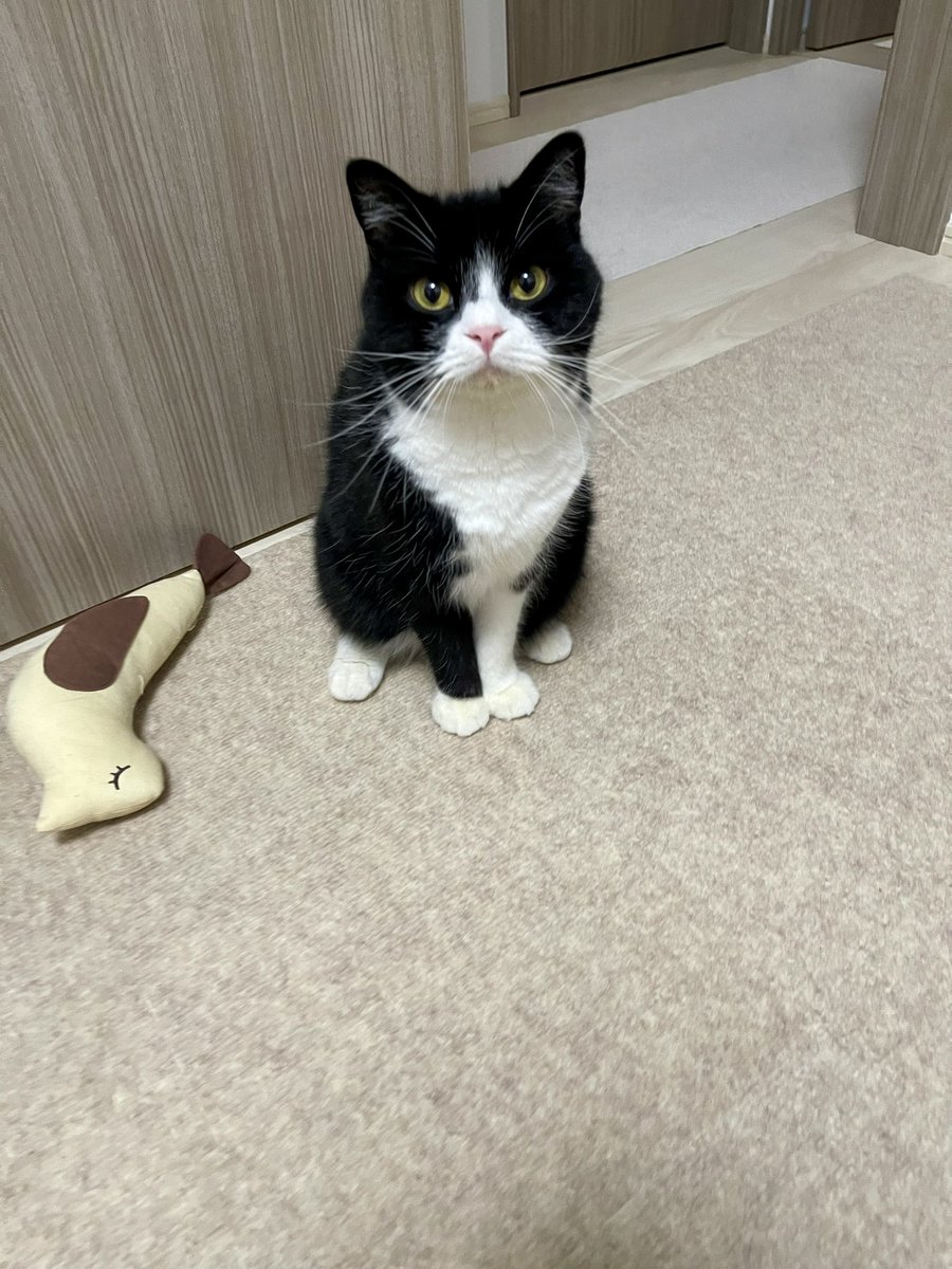 ねこたろう様　リクエスト品 ねこたろう様 リクエスト 2点 まとめ商品 【公式通販】