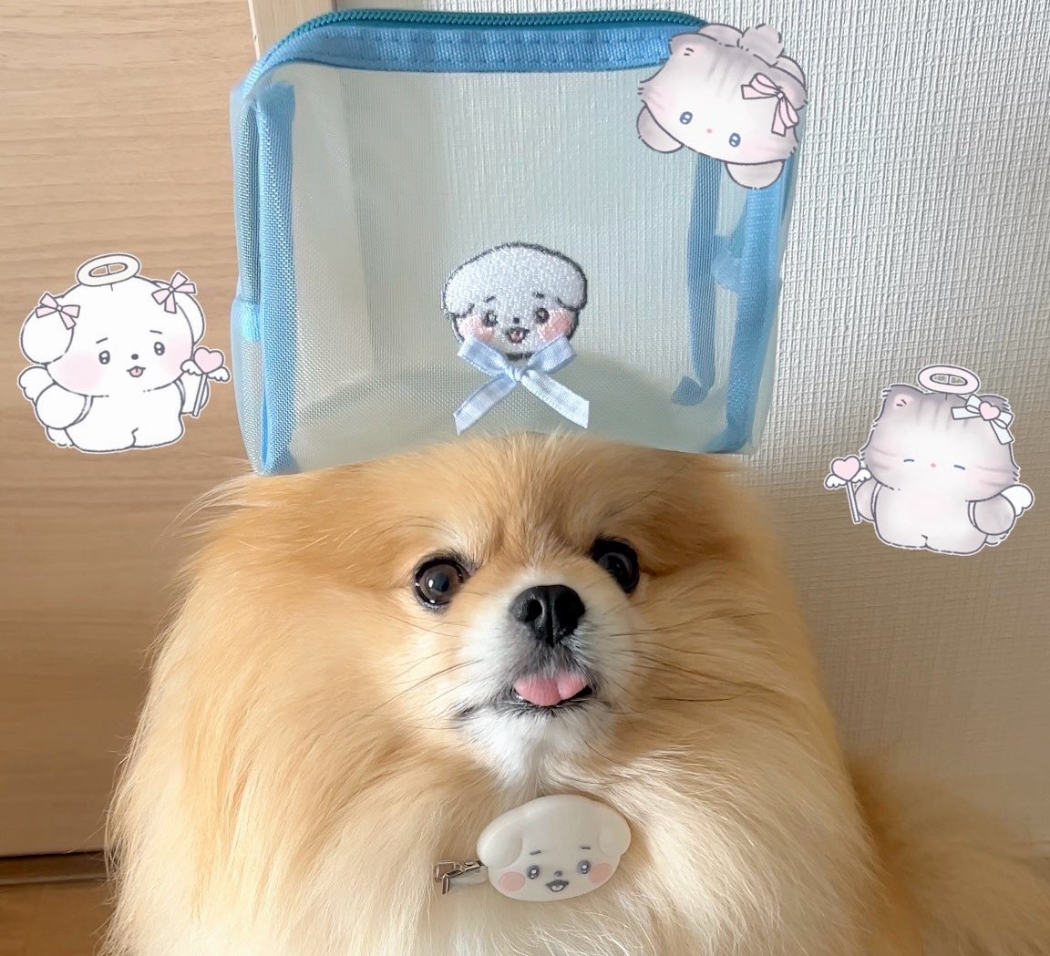 もちゃん🐶🍮ポメラニアン tweet media