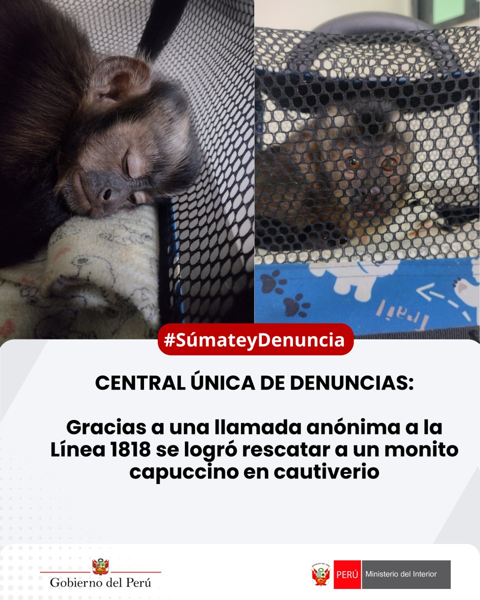 MininterPeru's tweet photo. 🚨 #SúmateYDenuncia 
Una llamada anónima a la Línea 1818 permitió a la #PNP rescatar a un mono capuchino mantenido en cautiverio en La Cachina, La Victoria. En coordinación con SERFOR, se frustró su venta ilegal.

📞 1818: canal seguro y confidencial 
👉 Denunciar es proteger https://t.co/1CjBsYfjYn
