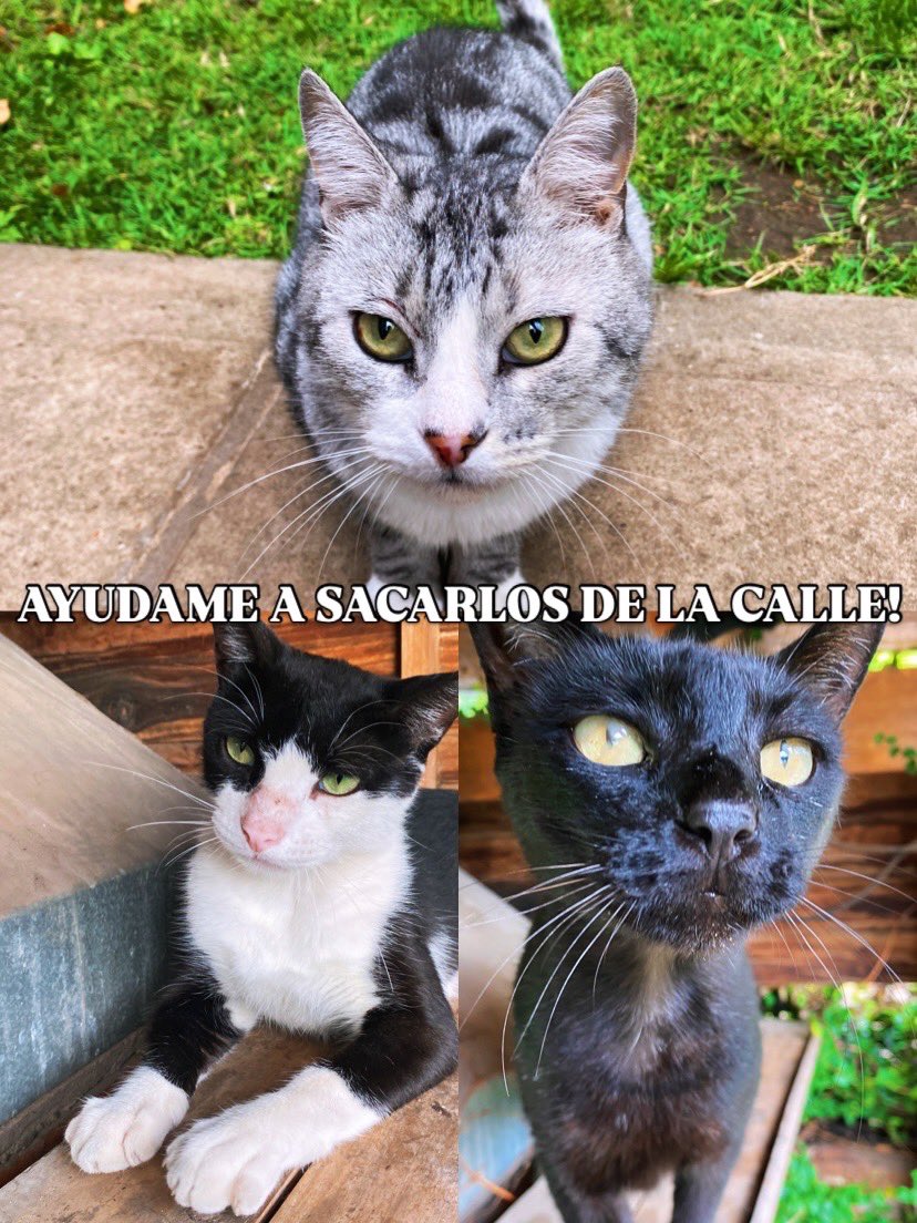 carodece's tweet photo. a estos 3 gatitos hermosos les doy de comer todos los días, viven en la calle, ojalá tengan la oportunidad de pasar el invierno dentro de una casa felizmente adoptados 🙏🏼 contacto ig michirescates https://t.co/YJpowKyfC7