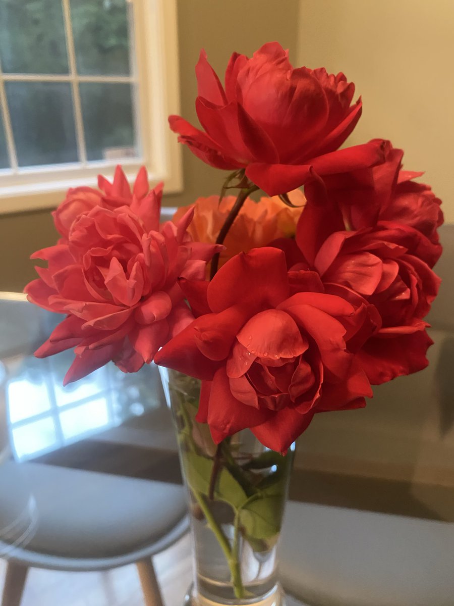 YouStartHere's tweet photo. My roses ❤️ https://t.co/bEpG0UQs8w