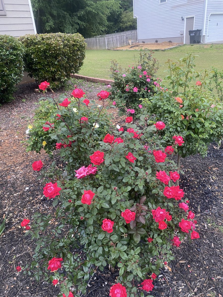 YouStartHere's tweet photo. My roses ❤️ https://t.co/bEpG0UQs8w