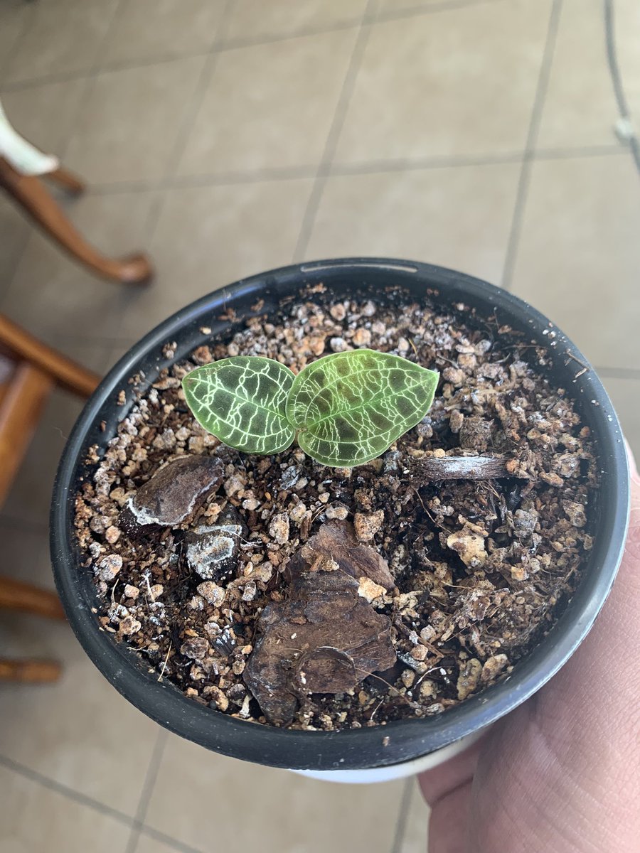 WinWithJuan's tweet photo. Some of my personal favorites in my collection from the month of May so far 🪴 💚

- Philodendron Mamei
- Monstera Peru
- Hoya Callystaphylla
- Jewel orchid https://t.co/HFBdENgGfT
