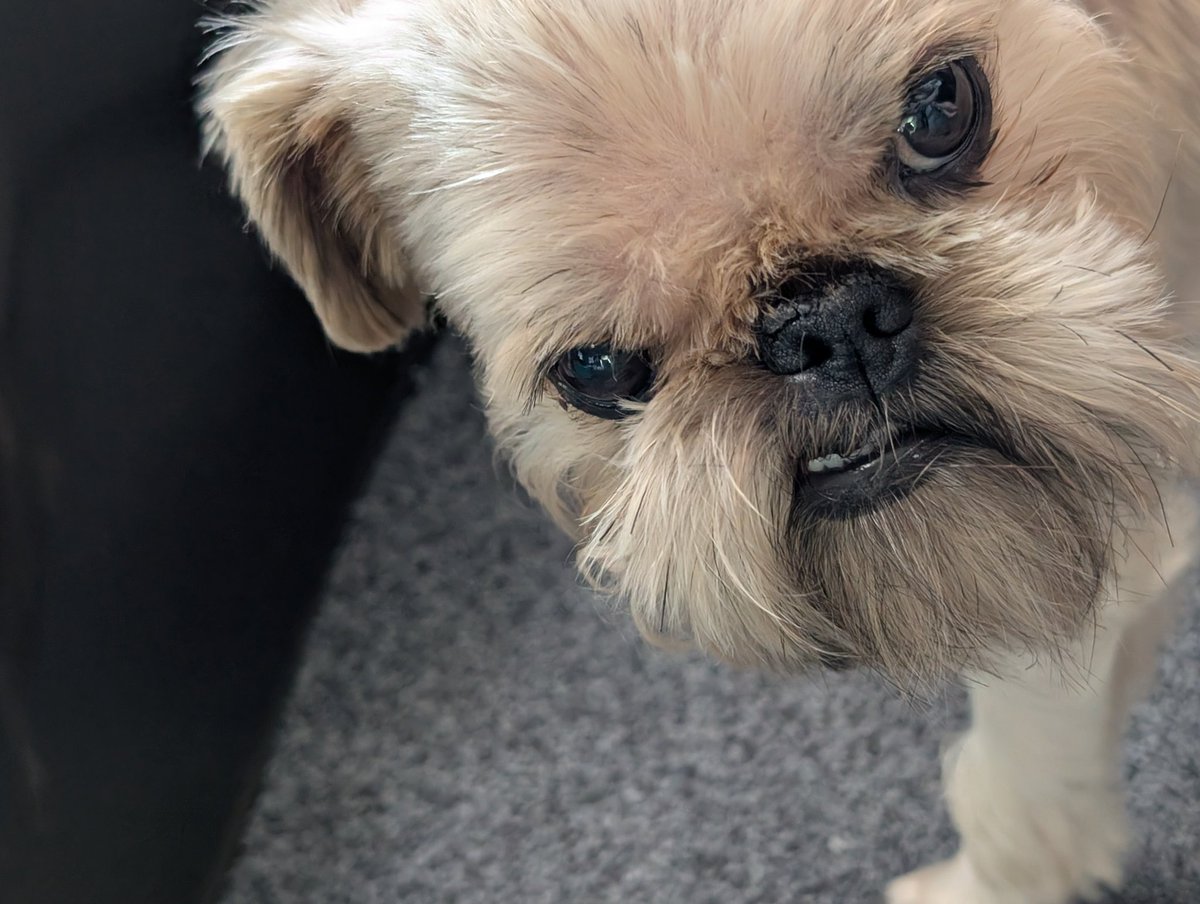 Chubbylilmonkey's tweet photo. @tru_fru She will be giving you this look for the rest of her life if you don't pick us @tru_fru https://t.co/fKxnbSLTLh