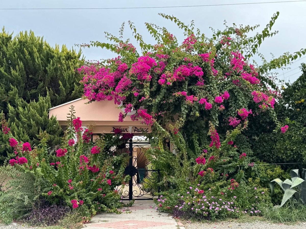 PRMohanan2's tweet photo. Two weeks to go. You are not too late. 
Join Us Yoga Holiday on Monday 18th May to Monday 25th May 2026.
Please mention my name for the discount price. 
Granadine Lodge Dalyan Turkey.
Telephone: 01273-564230
Free Spirit Yoga.
https://t.co/0SXfd9RCTw 
https://t.co/cMIpwOLg7p https://t.co/9UJdbtcnA3