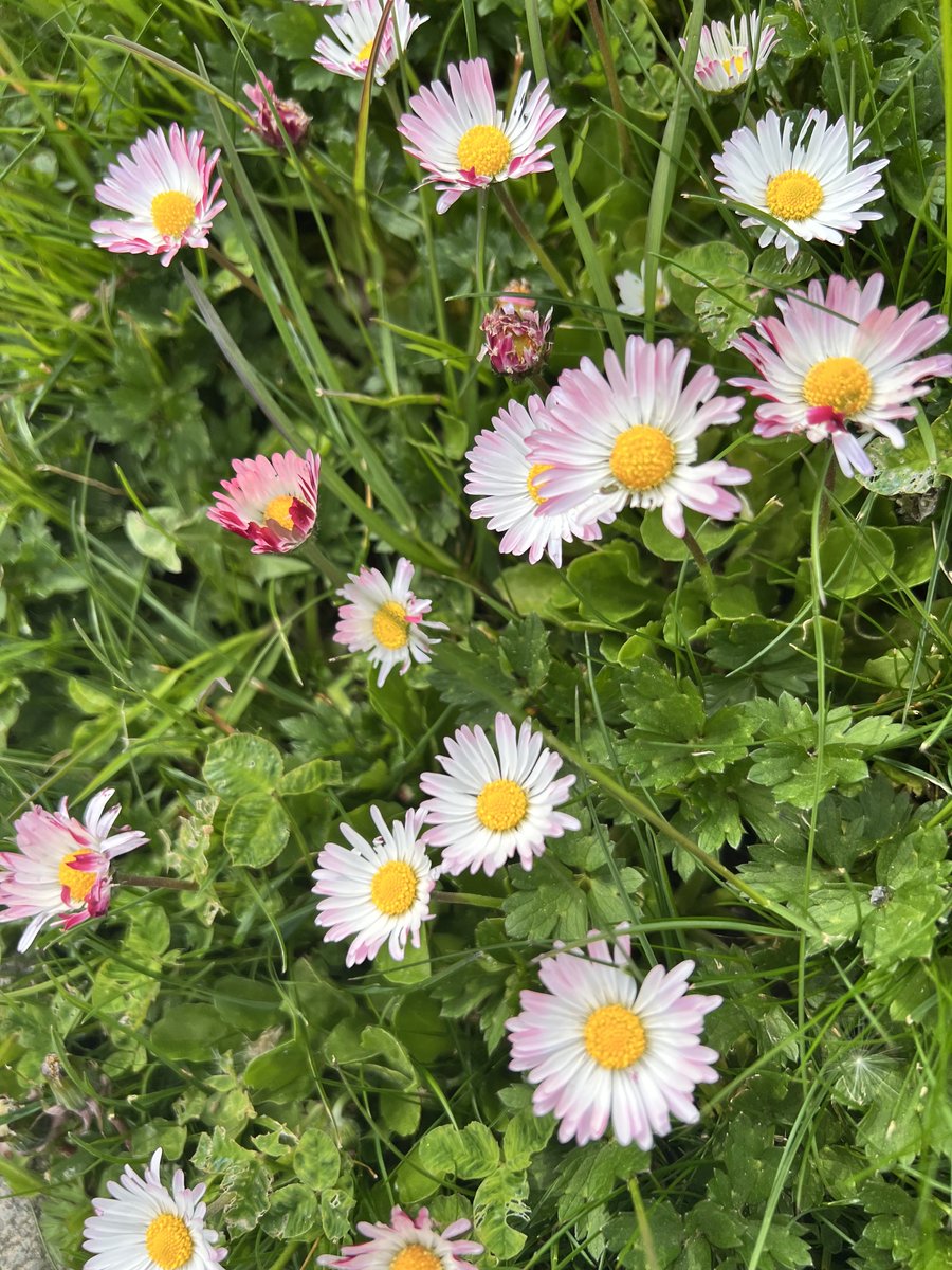 We can have a society that honors life🌲🍄🌻 tweet media