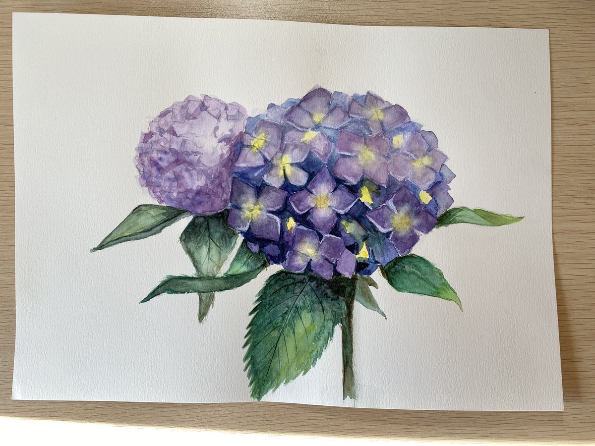 これは水彩画で描いた紫陽花。向かって左がシュミンケホラダム、右が