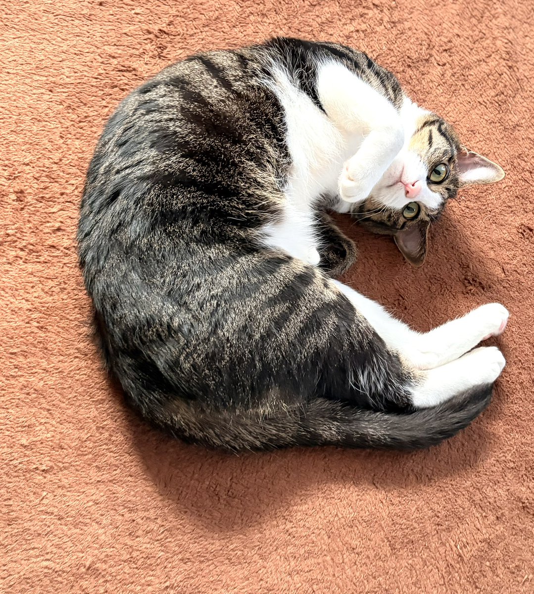 え　もうなでないのかという顔
いや、仕事行くよ…