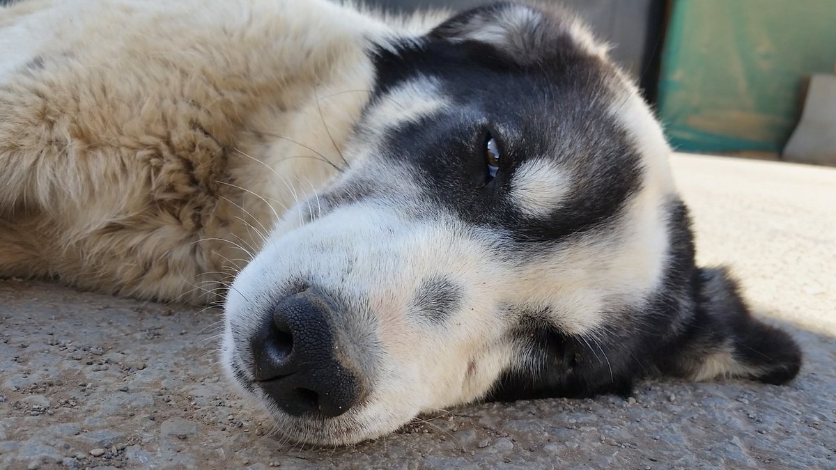 brendanmjones's tweet photo. Here's the text of an email I wrote from the desert ten years ago providing a write-up about Lucy for the organization that eventually brought her here. Spearheading this #SaveLucy effort alongside @LoneStarChica has got me going on a real trip down memory lane.

------------------------------------------------

Hi Trish,

Here is a little bit of a write up on Lucy. I am sorry that I am short on specifics, but I'd prefer to keep the other details confidential due to the nature of the work.

To say that Lucy is a diamond in the rough would be close to accurate. She is certainly unique here; gentle when other dogs are fierce, trusting when others are standoffish, sweet, when others are savage. Her puppy-like exuberance for life and innocence have endeared her to the hearts of all who have gotten to know her. Life has not been easy. In this dog-eat-dog world she was both blessed and cursed with a gentle nature. Before finding us, she was attacked, beat up, ripped, bitten, torn, and brutalized by the other dogs. Rather than becoming callous, she retained her sweetness, which had made her the favorite of all here, who take great care to make sure that she is well fed and safe. It is the general opinion here that saving Lucy, in a small way, will make this world a more just place.

Lucy has found her way into my heart in another way, a way that she could not have planned. This was my first deployment following the birth of my first son. If is was always hard to leave my wife, this deployment has proved to be a match for my resiliency. I have missed my son, my "Little Bear," tremendously. While she could never fill the void in my heart at leaving family, Lucy, my "Sweet Girl," has been a godsend, helping assuage some of the pain of separation, providing companionship in loneliness, gratitude to kindness, and a happy, wagging tail at all times.

I started this message by saying that calling Lucy a diamond in the rough was close to accurate. Close, but not quite. Not a diamond, but a pearl. In Arabic, the word for pearl is Lulu. This is a fitting coincidence, for it is a good nickname for Lucy, our little desert pearl.

In helping to save Lucy, her life is in your debt, although she will never know it. I am in your debt too, and of this I am keenly aware. I wish to thank you all from the bottom of my heart for the goodness of yours. You are doing the Lord's work. God bless you all.

Best regards,
Brendan

------------------------------------------------

As we save Lucy again, this time from a much different danger, I find myself deeply in debt to others again.

Thank you 🙏

*These photos were not made with AI. I enhanced them with AI because the originals that I took in 2016 were too dark.

Lucy in the desert 👇                                  The desert 👇
