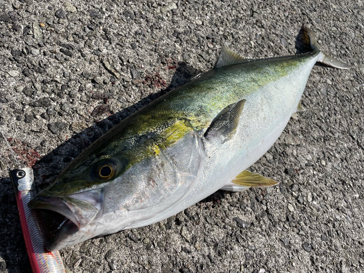 kazuma_wb's tweet photo. Shore casting.
Top Water game.
#魚じゃらし工房 https://t.co/7sim0rytpA