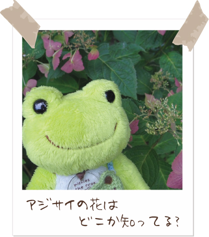 カエルのピクルス かえるのピクルス/pickles the frog (@picklesthefrog6) / Posts / X