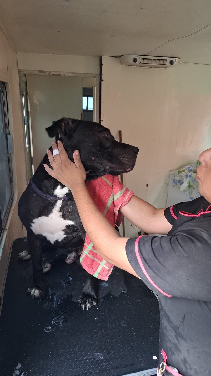 AnaBalderasMx's tweet photo. Muchas gracias por su confianza y por traer a sus lomitos a nuestra jornada de cuidados para nuestras hermosas mascotas. 🐶🐾

Seguimos trabajando con mucho cariño por el bienestar de nuestros amigos de cuatro patas y de todas las familias. 💙

#SoyAtizapán https://t.co/HuHU0iJzEp
