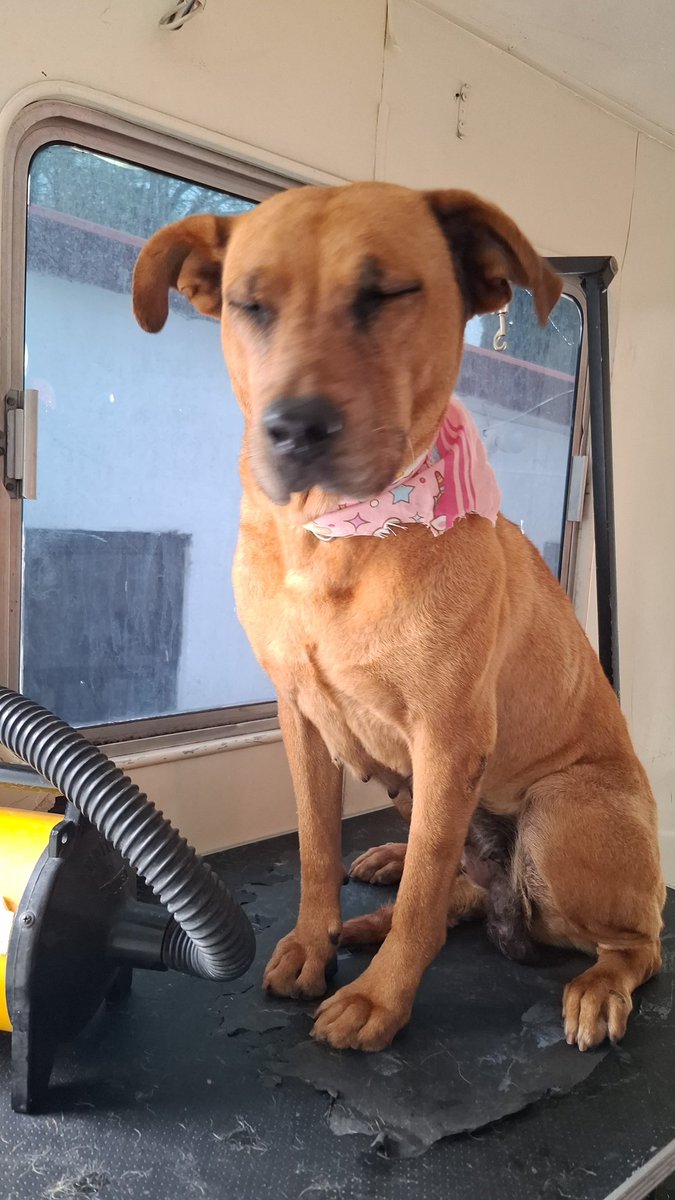 AnaBalderasMx's tweet photo. Muchas gracias por su confianza y por traer a sus lomitos a nuestra jornada de cuidados para nuestras hermosas mascotas. 🐶🐾

Seguimos trabajando con mucho cariño por el bienestar de nuestros amigos de cuatro patas y de todas las familias. 💙

#SoyAtizapán https://t.co/HuHU0iJzEp