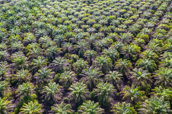 PRTIMES_BIZ's tweet photo. シンク・ネイチャー、自然資本ビッグデータと衛星モニタリングを統合したSBTi-FLAG評価サービスを開始 https://t.co/yPVNR4WahG https://t.co/JpqSzJxk6s