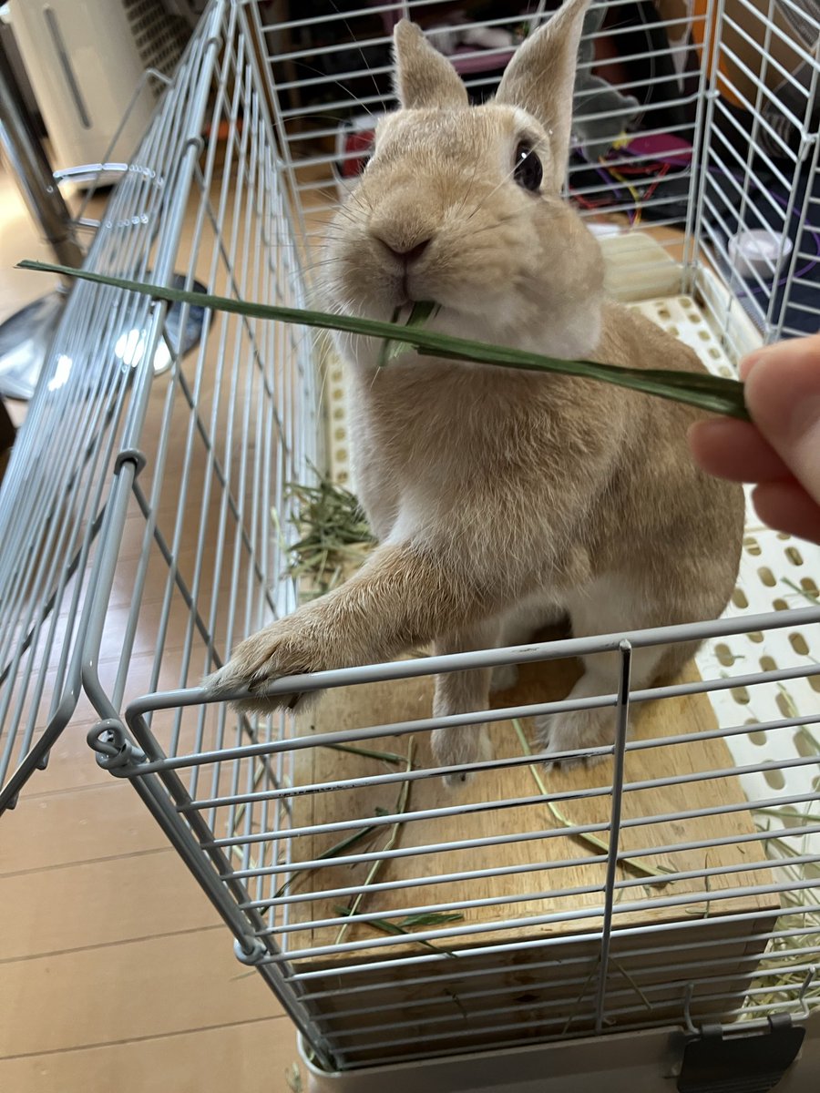 うさぎ