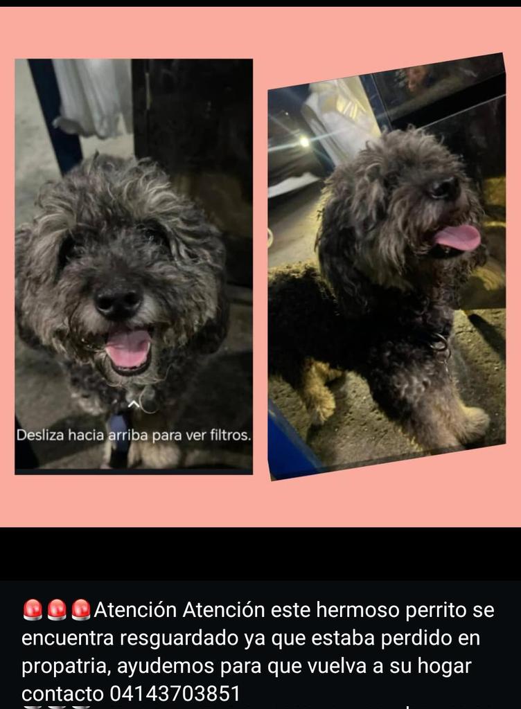 #Caracas
#Propatria

Este perrito apareció en Propatria🐶🧡🧡🧡
Chicos,vamos a difundir para encontrar a su familia💒💖
Muchas gracias a todos🇻🇪🫂