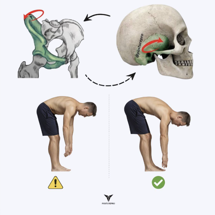 Clench your teeth (lightly, not max).

Now bend forward and reach toward your toes.

Come back up.

Relax your jaw: lips closed, teeth not touching.

Bend forward again.

If the second rep felt different (range, ease, low-back grab, hip tension)… That wasn’t flexibility. That