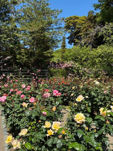 bingocms's tweet photo. おはようございます！ 小田原市寿町は☀️

弊社は本日より通常営業しております🧑‍💻
連休中のお問い合わせは順次対応いたしますのでお時間をいただけますと幸いです
本日もよろしくお願いします✨

#企業公式が毎朝地元の天気を言い合う https://t.co/MuwHndYr0f