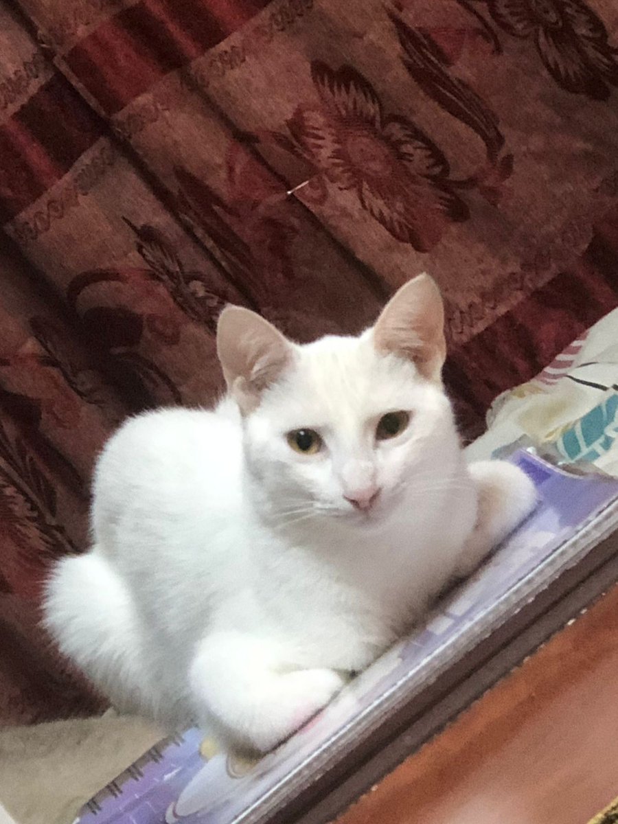 AlertaMePerdi's tweet photo. #PERDIDO #GUAYAQUIL
Nombre: #Percy
Fecha: 2026-05-04
Sector: Norte, Sauces 6 cerca de la iglesia Santa Isabel
Sexo: Macho
Raza: Mestizo
Observación: Blanco completamente con ojos amarillos, tiene muy bajito el maullido
Contacto: 0979007927
 #AlertaMePerdí https://t.co/CJoAWNQMgU