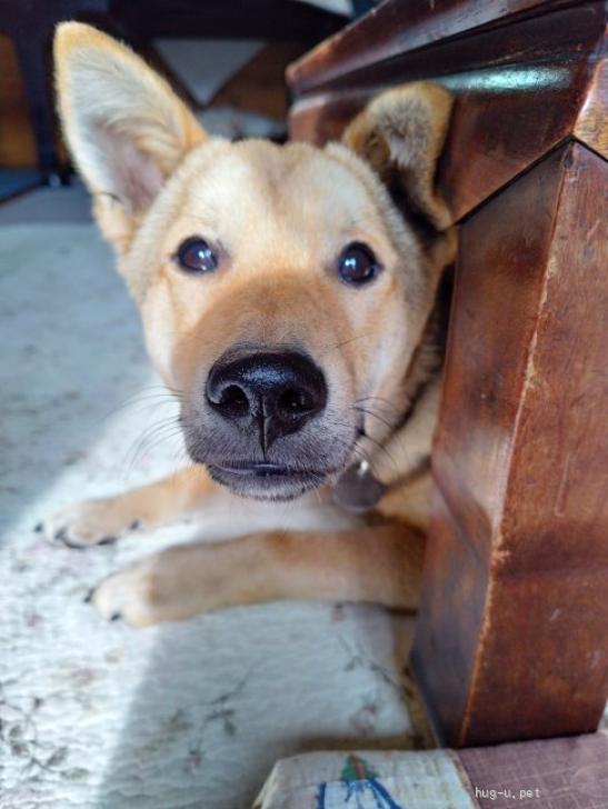 【犬の #里親募集 】#栃木県 ・雑種 ・無邪気な男の子コピくん（ID:2511-01489）｜ハグー -みんなのペット里親情報 hug-u.pet/pet2511-01489.… #雑種犬 #中型犬 #中型雑種犬 #犬 #子犬