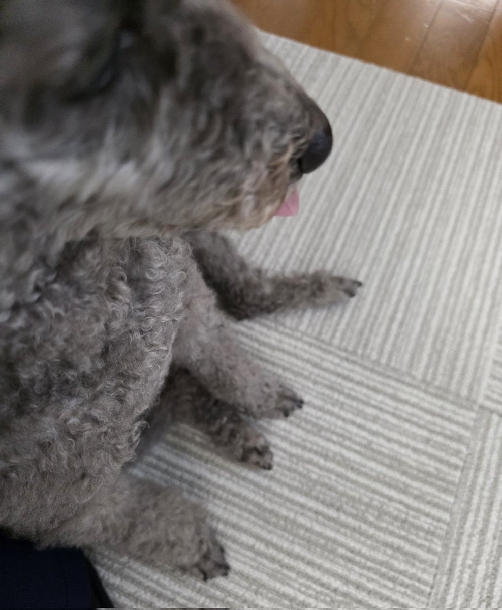 q_wolf_'s tweet photo. 犬のこの座り方ほんまに可愛い
朝からありがとう https://t.co/wJ2CYPWnJT