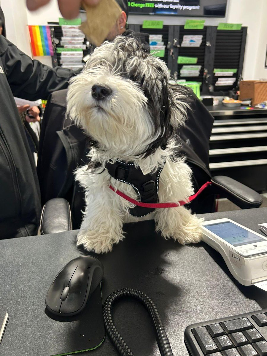 mnmtoronto's tweet photo. This little cutie pulled up, took over the desk, and looked fully ready to start giving estimates and accepting treats only 😂🐾 We’d trust this face with customer service any day 💚 #WoofCustomer #WoofWednesday #PawsitiveVibes #CommunityLove #PetFriendly https://t.co/E9nAxv7Ak9