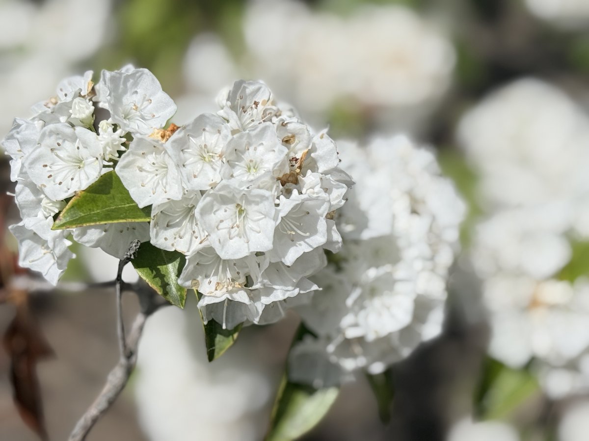HCCClyde's tweet photo. We'd like to share some more photos from our Rhododendron Garden. 🌺 🌸 🌼 https://t.co/9uQe0wZT2o