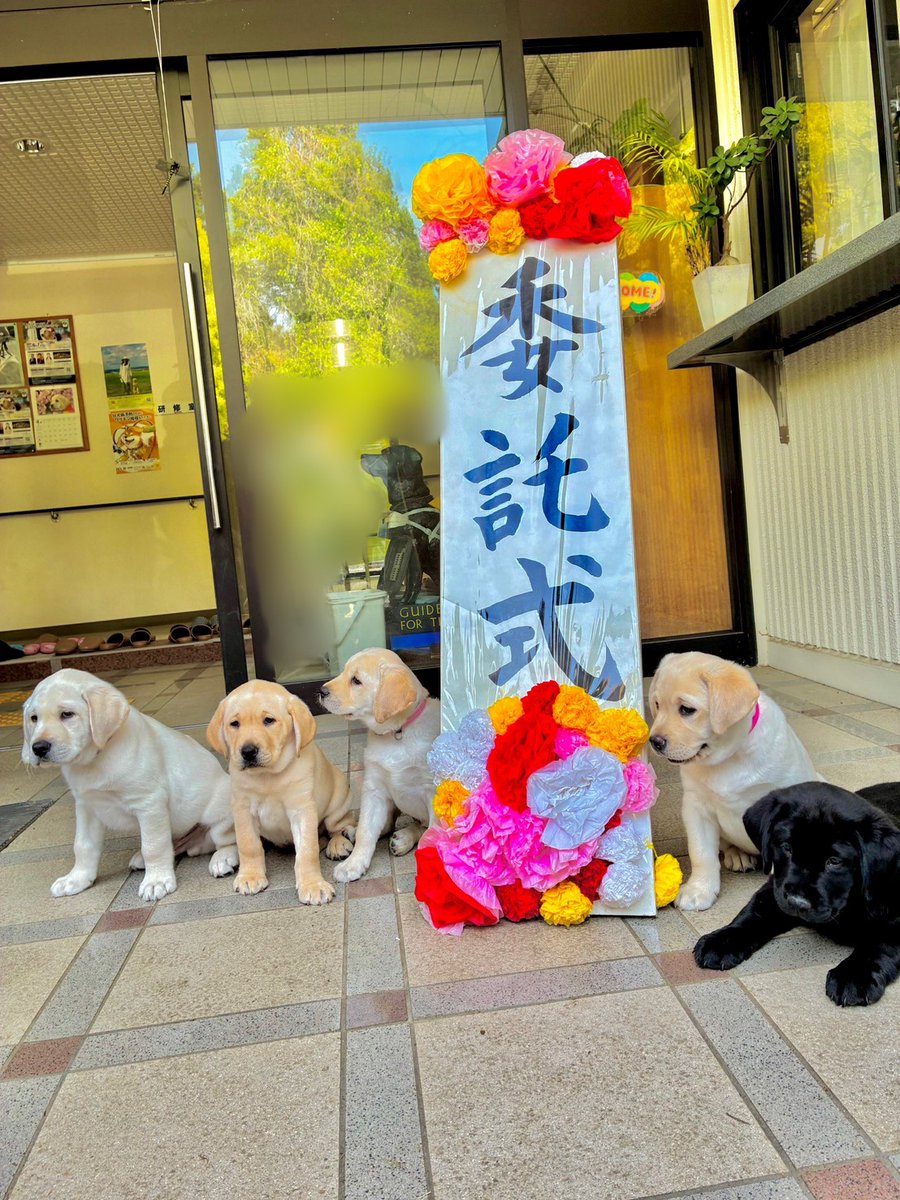 日本ライトハウス 盲導犬訓練所 tweet media