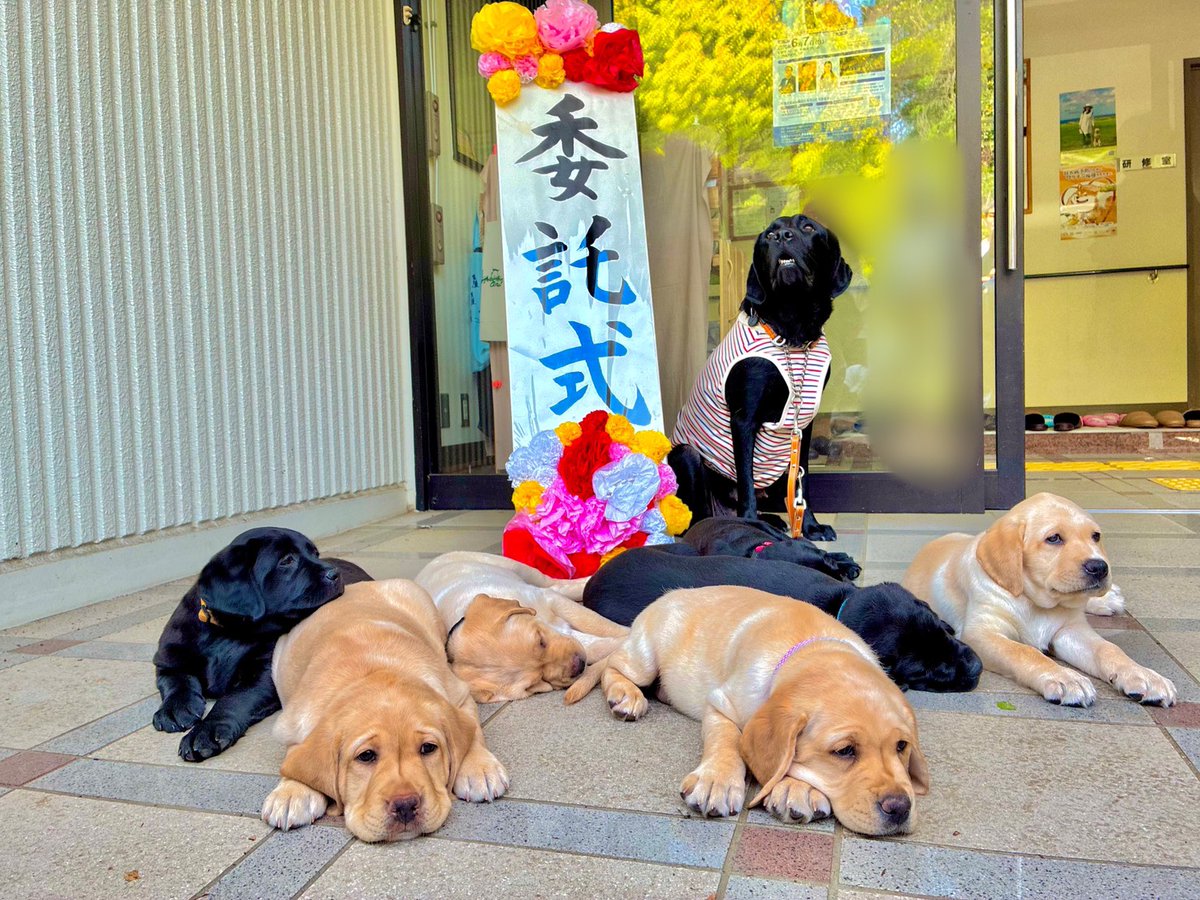 日本ライトハウス 盲導犬訓練所 tweet media